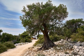 Path and olive tree in the olive grove of Lun, Vrtovi Lunjskih Maslina, Wild olive (Olea Oleaster