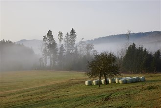 Landscape in the Black Forest near fog with meadow, rolling hills and forest near Hofstetten,