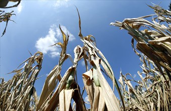 Dried maize plants in a field in Schoenwald in Brandenburg, 16/08/2018