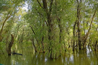 Willows grow in the water at a water arm in the UNESCO Danube Delta Biosphere Reserve. Munghiol,
