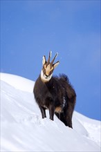 Alpine chamois (Rupicapra rupicapra) solitary male in dark winter coat foraging on mountain slope
