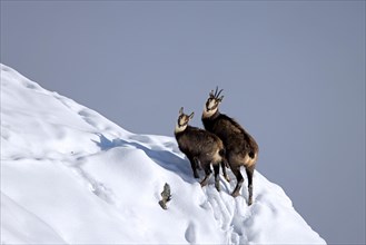 Alpine chamois (Rupicapra rupicapra) female with kid, young foraging in the snow in winter in the