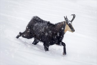 Alpine chamois (Rupicapra rupicapra) solitary male foraging on mountain slope during snow shower in