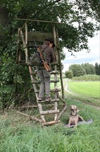 Huntress mounts open high seat, hunting dog Weimaraner shorthair laid down, Allgaeu, Bavaria,