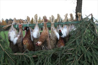 Hunting, hares (Lepus europaeus) and pheasants (Phasianus colchicus) hanging from a hunting cart,