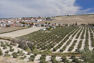 Santo Tome village surrounded by olive trees