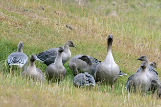 Pink-footed geese (Anser brachyrhynchus), flock with adults and juveniles foraging in grassland in