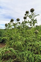 Artichoke (Cynara cardunculus), vegetable plant, vegetable garden in Down House Garden, Downe,