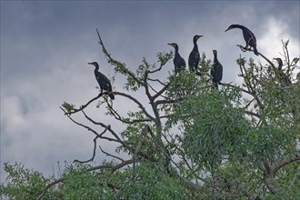 Cormorant colony on a bush in Lacul Isaccel in the UNESCO Danube Delta Biosphere Reserve. Munghiol,