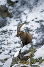 Alpine ibex (Capra ibex) male with large horns in rocky mountain gully covered in snow in winter in