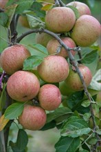 Apple (Malus domestica 'Kasseler Renette'), Bundessorteamt, testing centre Wurzen, Wurzen, 81