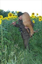 Hunter carrying home an old, shot european roe deer (Capreolus capreolus) past a field of