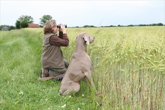 Huntress with binoculars and hunting dog Weimaraner Shorthair looking together over a cornfield,