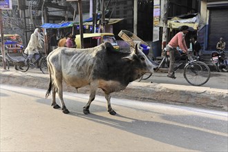 Cow calmly walking along a road next to cyclists and motorised vehicles, Varanasi, Uttar Pradesh,