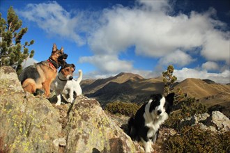 Three dogs atop a rocky outcrop with a background of mountains, blue sky, and clouds, Amazing Dogs