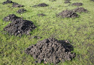 Mole hills in grass garden lawn, England, UK