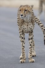 Cheetah (Acinonyx jubatus), adult, standing on the tarred road, alert, early in the morning, animal