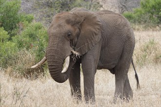African bush elephant (Loxodonta africana), adult male feeding on dry grass, Kruger National Park,