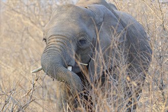 African bush elephant (Loxodonta africana), elephant calf feeding on twigs, in the morning light,