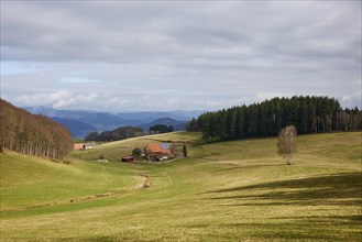 Landscape in the Black Forest with meadows, farmsteads, wooded areas with conifers and haze-covered