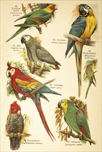 Carolina Parakeet (Conurus carolinensis), Jaco or african grey parrot (Psittacus erithacus),