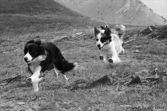 Two Border Collies running joyfully on a grassy field in a dynamic and playful scene, Amazing Dogs