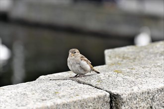 A little sparrow sits on a stone railing, Hamburg, Hanseatic City of Hamburg, Germany, Europe