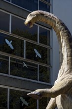 Dinosaur Apatosaurus, deceptive lizard, life-size replica in front of Hermann Hoffmann Academy,