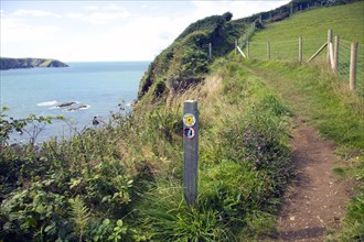 Coastal footpath Trefin, Pembrokeshire Coast national park, Wales, United Kingdom, Europe