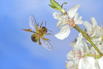European honey bee (Apis mellifera) bee in flight at the blossom of the heckendorn, blackthorn