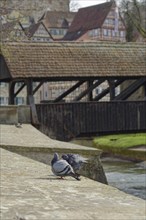 Sulfer Steg, city pigeons, pigeon, pigeon, Kocher valley, Kocher, half-timbered house, old town,