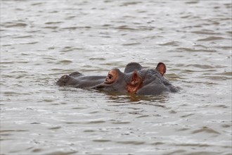 Hippopotamus (Hippopotamus amphibius), adult in water, head close-up, Sunset Dam, Kruger National