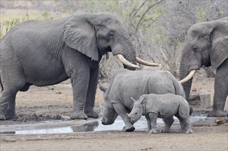 African bush elephants (Loxodonta africana) and Southern white rhinoceroses (Ceratotherium simum