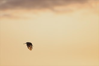 Pied kingfisher (Ceryle rudis), adult bird, in flight, in the morning light, Kruger National Park,