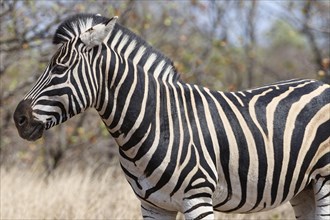 Burchell's zebra (Equus quagga burchellii), adult male standing in dry grass, animal portrait,