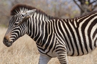 Burchell's zebra (Equus quagga burchellii), zebra foal standing in dry grass, with red-billed