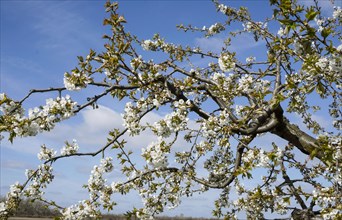 Blossoming apple trees in an orchard in Werder, 22/04/2016