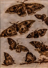Study of butterflies, Giandomenico Tiepolo, watercolour, Galeria d'Arte Antica, Castello di Udine,