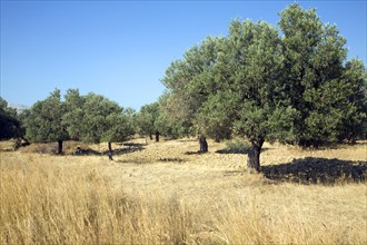 Olive trees in brown field, Rhodes, Greece, Europe