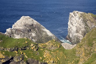 Northern Gannet bird colony, Morus bassanus, The Greing stacks, Hermaness, Unst, Shetland Islands,