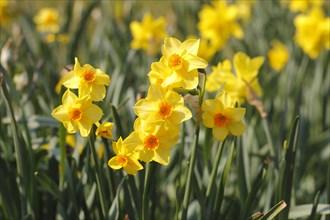 Yellow-orange daffodils (Narcissus), North Rhine-Westphalia, GermanyNorth Rhine-Westphalia,