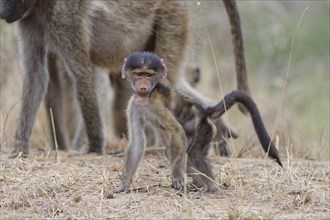 Chacma baboon (Papio ursinus), young monkey standing on all fours, looking at camera, eye contact,