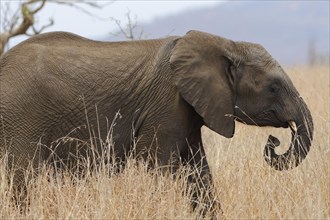 African bush elephant (Loxodonta africana), elephant calf walking in tall dry grass, foraging,