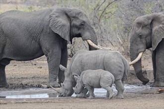 African bush elephants (Loxodonta africana), adult males, with Southern white rhinoceroses