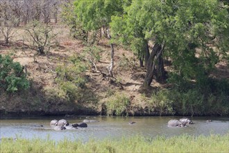 Hippopotamuses (Hippopotamus amphibius), herd in water, bathing in the Olifants River, Kruger
