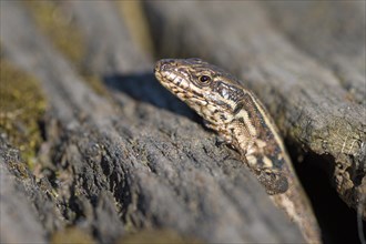 Common wall lizard (Podarcis muralis), adult female, looking out of her hiding place, in an old