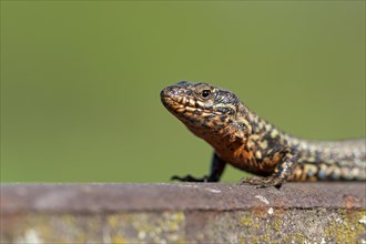 Common wall lizard (Podarcis muralis), adult male, in mating dress, sitting on a rail, in an old