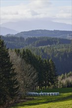 Landscape in the Black Forest with conifers, forest, hills, mist and fog near Hofstetten,
