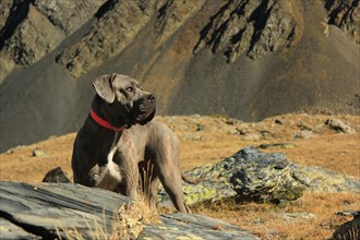 A large dog with a collar standing on rocky mountain terrain under sunlight, Amazing Dogs in the