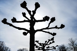 Backlight, pruned plane trees (Platanus), Kempten, Allgaeu, Bavaria, Germany, Europe